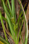 Florida sedge